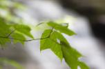 [Depth of field shot with leaves and falls]