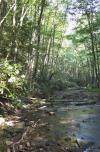 [light, trees, and rhododendron]