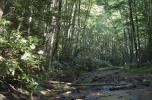 [light, trees, and rhododendron]