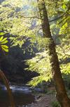 [Morning light through the tree leaves]