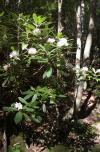 [Rhododendron tree]