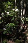 [Rhododendron tree]