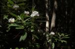 [Rhododendron flowers]