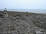 [Moof in Digby at low tide]