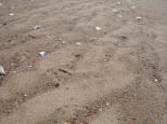 [Low tide in Digby]