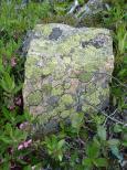 [Lichen-covered rock]