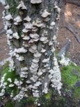 [Fungus on a tree]