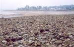 [Annapolis Basin at Digby at low tide]