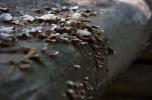 [Fungus on a footbridge]