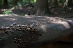 [Fungus on a footbridge]