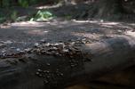 [Fungus on a footbridge]