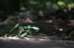 [Sunlit sprout on a footbridge]