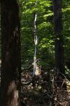 [Sunlit white tree in the woods]