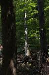 [Sunlit white tree in the woods]