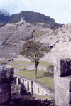 [A Tree Grows in Machu Picchu]