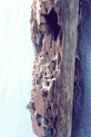 [Rotted Wood on a Doorframe]