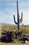 [Frank under a big cactus]