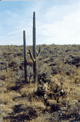 [Saguaro Cactus]