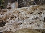 [Close-up of cactus skeleton]