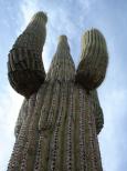 [A big saguaro cactus]