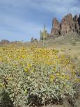 [Yellow flowers, cactus, and mountains]