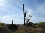 [Cactus and sky]