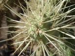 [Cactus close-up (cholla?)]