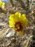 [Cactus flower]