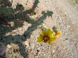 [Superstition Mountains]