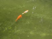 [Coi in pond in Japanese garden]