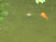 [Coi in pond in Japanese garden]