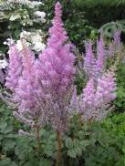 [Purple, non-rose flowers, astilbe]