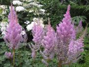 [Purple, non-rose flowers, astilbe]