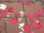 [Rose pedals in the fountain]