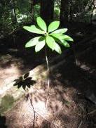 [A light in the woods, on the Mirror Lake trail]