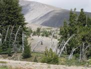 [Dead trees near Timberline Lodge]