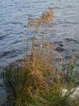 [Reeds by the shore]