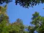 [Trees and sky by Mohawk Falls]