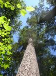 [Tall trees on the trail]