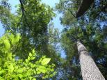 [Tall trees on the trail]