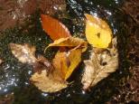 [Autumn leaves in the stream]