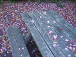 [Leaves and picnic table (no flash)]