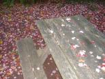 [Leaves and picnic table (flash)]