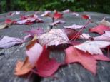 [Leaves and picnic table (close up)]