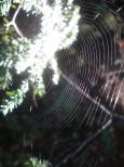 [Spider web]