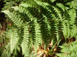 [Ferns]