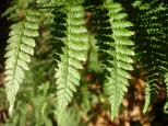 [Ferns and shadows]