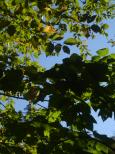 [Leaves and sky (darker)]