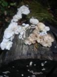 [Fungus on a log]