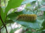 [Caterpillar close-up]